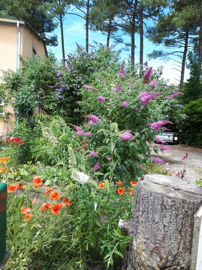 Le Relais De La Praya Bed and Breakfast Lège-Cap-Ferret Exteriör bild